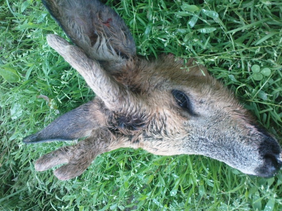 Dnešná zrážka s mot.vozidlom