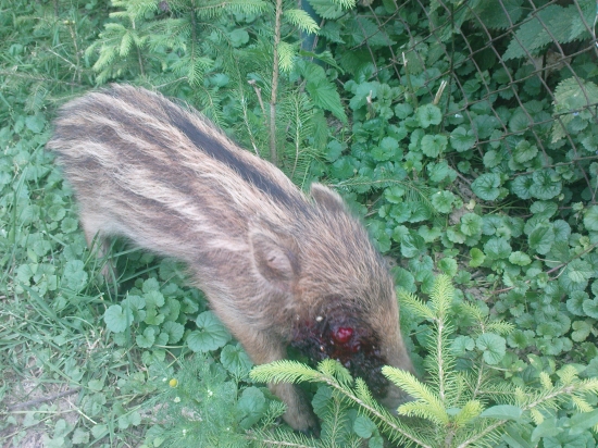 Diviača-dnešné ráno nález