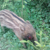 Diviača-dnešné ráno nález