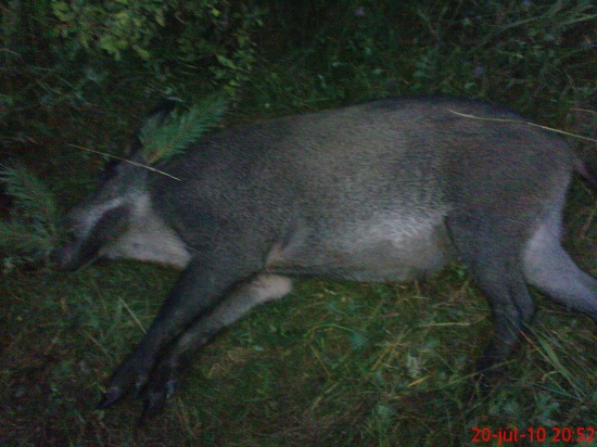 lanštiak.