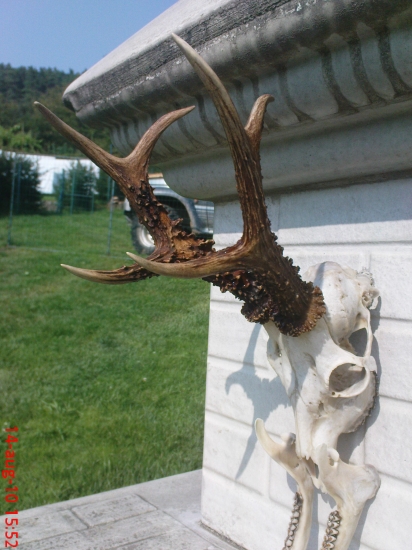 Po vyvarení a ošetrení.