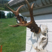 Po vyvarení a ošetrení.