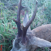 Včerajší podvečer-srnec III.V.T.