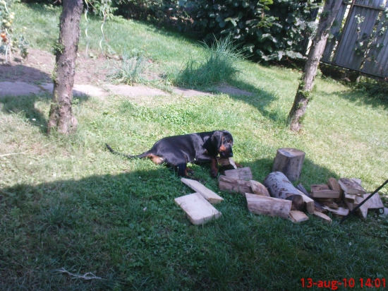 Pomôžem,snáď mi niečo nechajú.