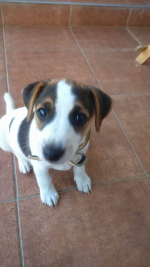 PARSON (JACK) RUSSELL TERRIER Moj  Kamarat  do lesa :-D 8tyž