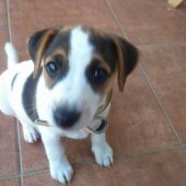 PARSON (JACK) RUSSELL TERRIER Moj  Kamarat  do lesa :-D 8tyž