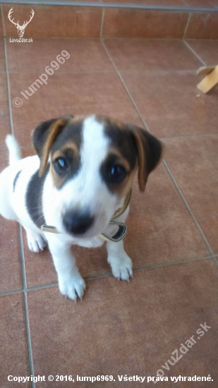 PARSON (JACK) RUSSELL TERRIER Moj  Kamarat  do lesa :-D 8tyž