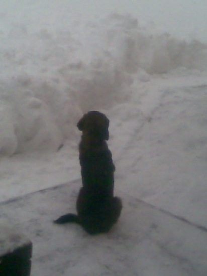 Rano uz caka pozore na spolocnu polovacku  :-D