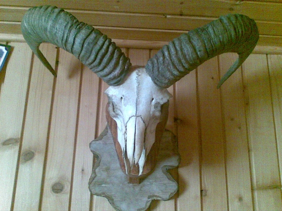 muflon