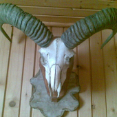 muflon