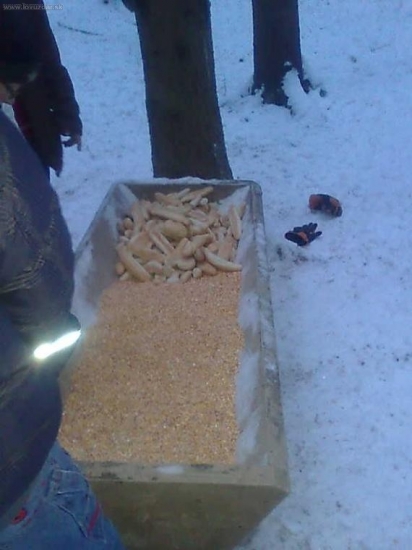 na polovnickom krušku sme boli prykrmiť