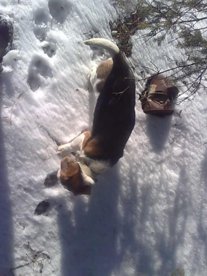 moj pes a lisča stopa