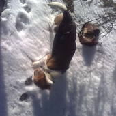 moj pes a lisča stopa