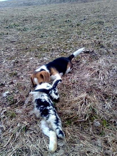 vyučba psa na zajace