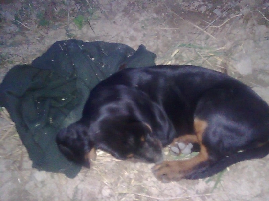 moja lessy ked ideme pozorovať lisky