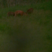 srnča rodina po hromade