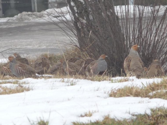 ...jsou nádherné...