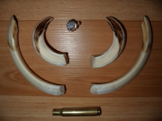 Kly z diviaka uloveného 27.12.2011