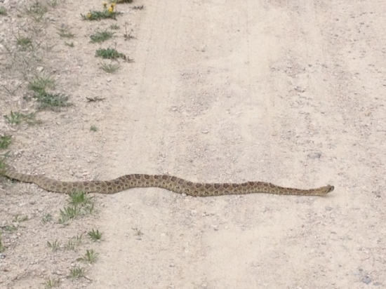 chřestýš Colorado