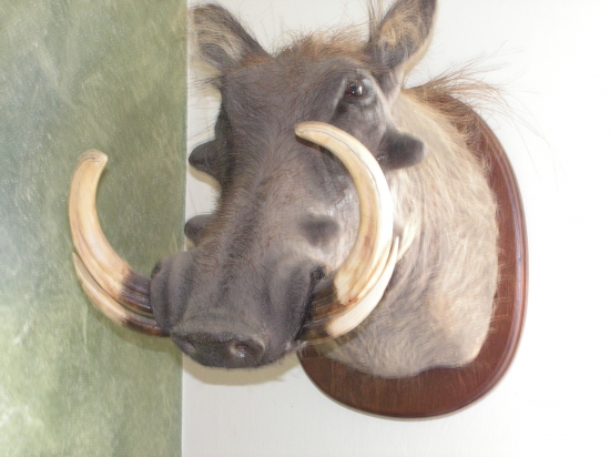 Můj oblíbenec