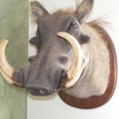 Můj oblíbenec