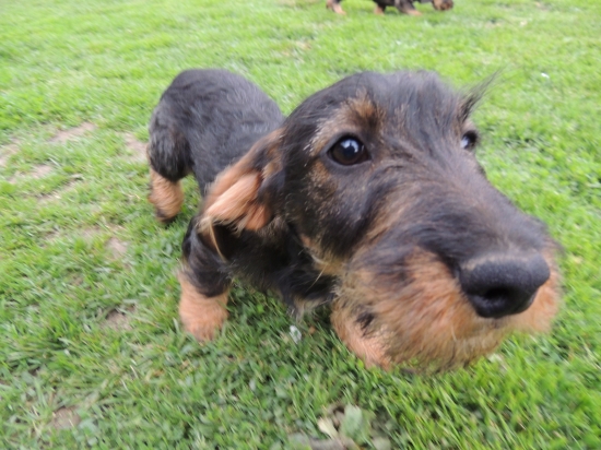 Trpaslík od Strážné skály