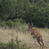 jelenec běloocasý přesazující oplocení ranče Colorado