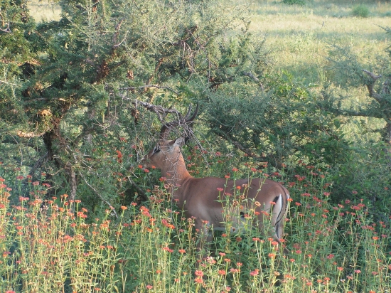 Impala