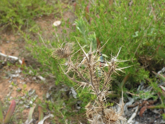 Saranče,kobylka? Kdo to ví-odpoví