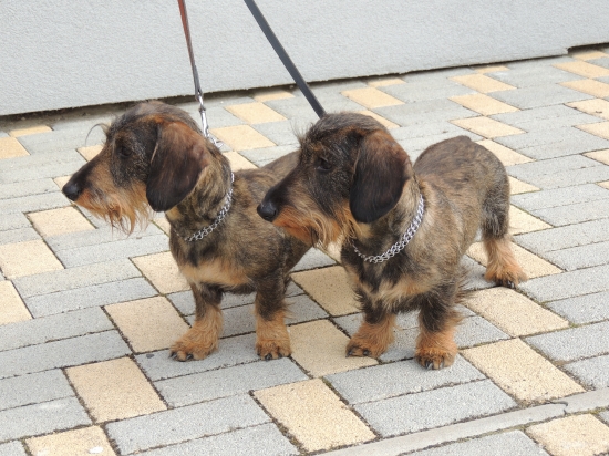 Kluci na jarním svodu