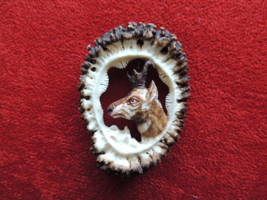 Vidloroh americký,Pronghorn,Antilocapra americana