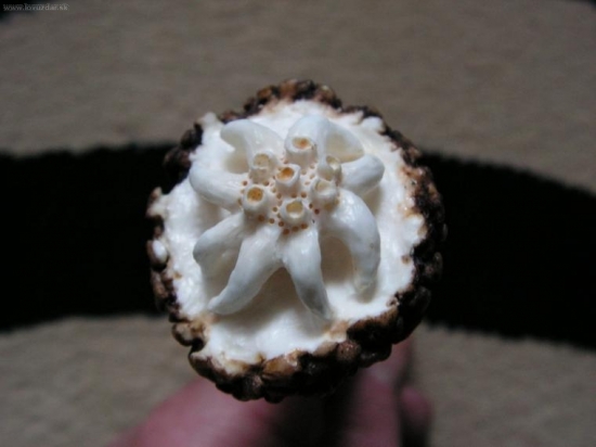 detail hlavice parohového nože na dopisy