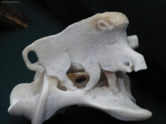 divočák-trn prvého jeleního krčního obratle-stojánek na tužk