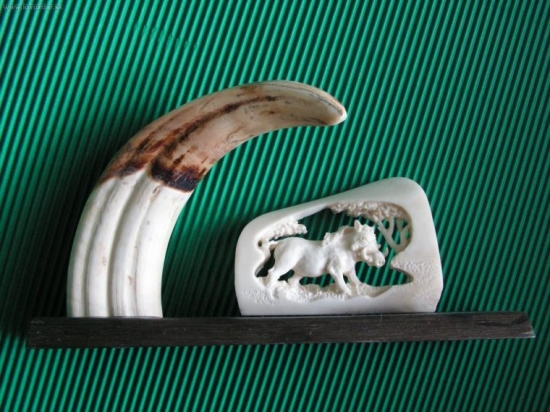 vzpomínka na Afriku-kel prasete bradavičnatého a řezba do ho