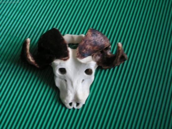 kaferský buvol-poznáte z čeho?