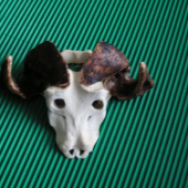 kaferský buvol-poznáte z čeho?