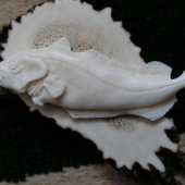 něco pro kolegy rybáře