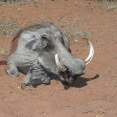 kapitální prase bradavičnaté