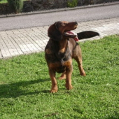 Azor z Hruna