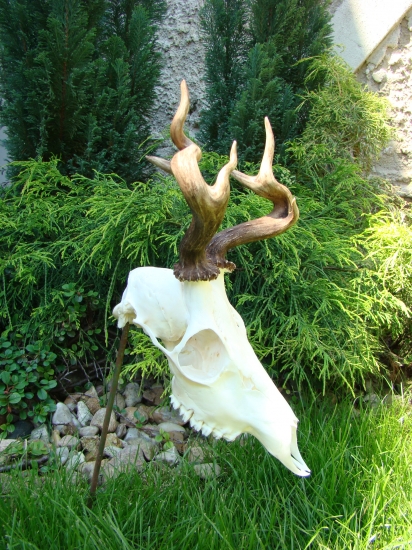 Takový rostou na Moravě