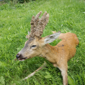 Parukář