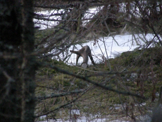 Pre Milky.Prvý pohľad:-)