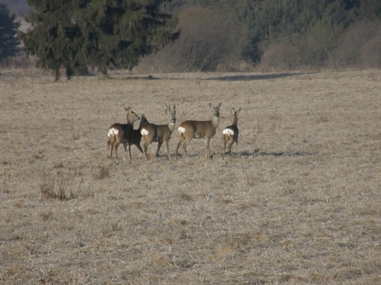 srnčia