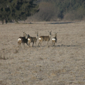 srnčia