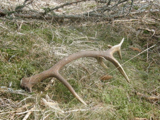 12-torak bez očníka