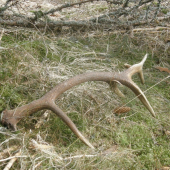 12-torak bez očníka