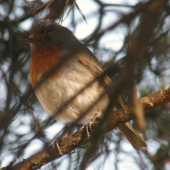 Sedím na konári....