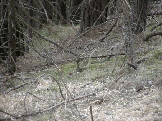 môj dnešný zelenáč