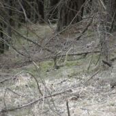 môj dnešný zelenáč