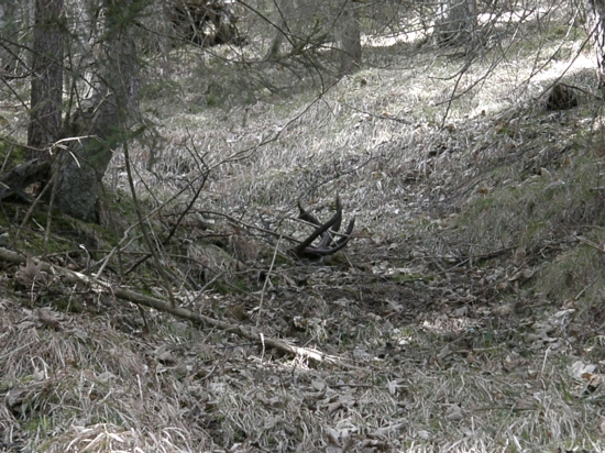 Ja som ho prešiel,ale kurini mal viac šťastia